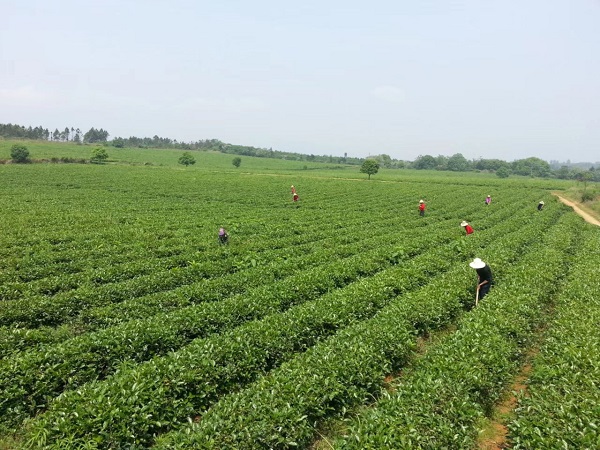 发挥优势 主动服务 助力春茶生产